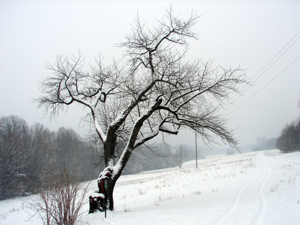 Špirudova oskeruše, strom