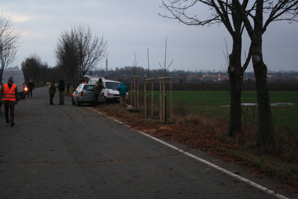 výsadba, alej