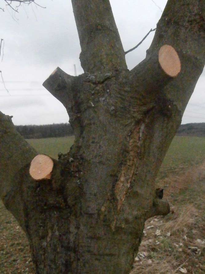 Pahýly na stromě. 