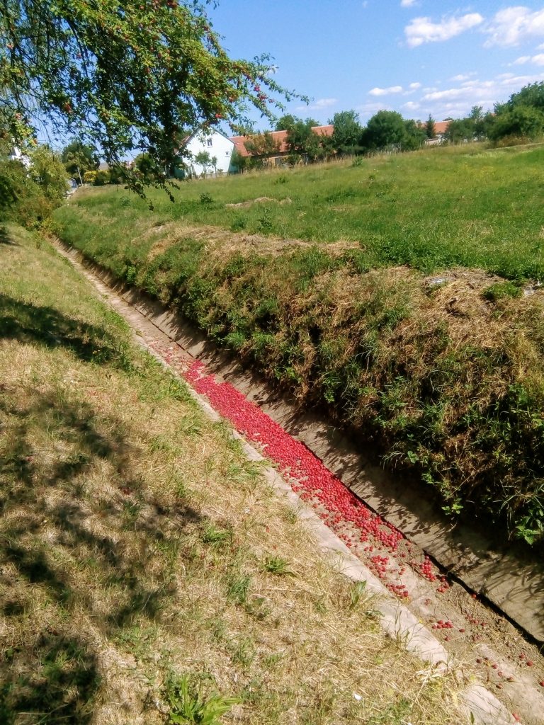 myrobalán, ovoce