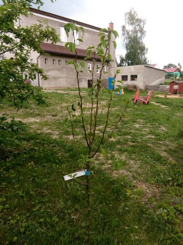 Stromek, který nebyl po výsadbě ořezán. 