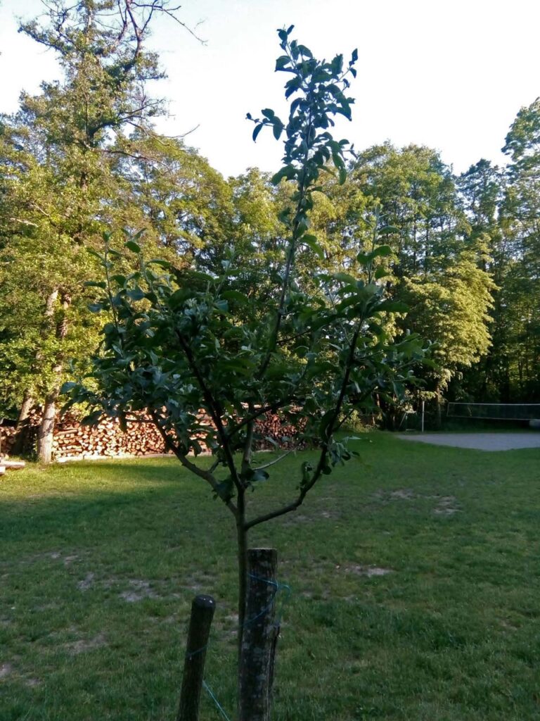 Mladý ovocný stromek, který byl po výsadbě ořezán. 