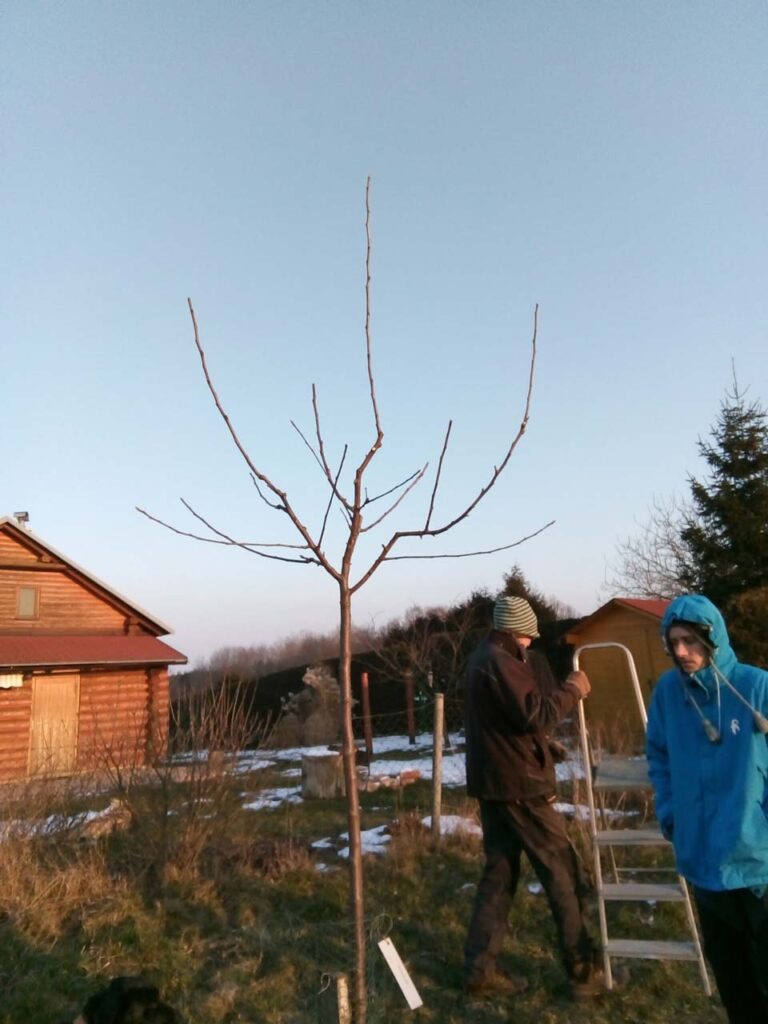 Výchovný řez stromu 3 roky po výsadbě.