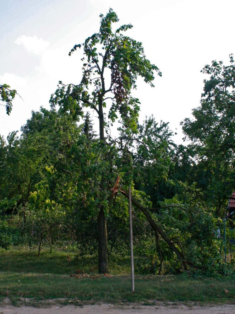 Strom s podepřenou nalomenou větví. 