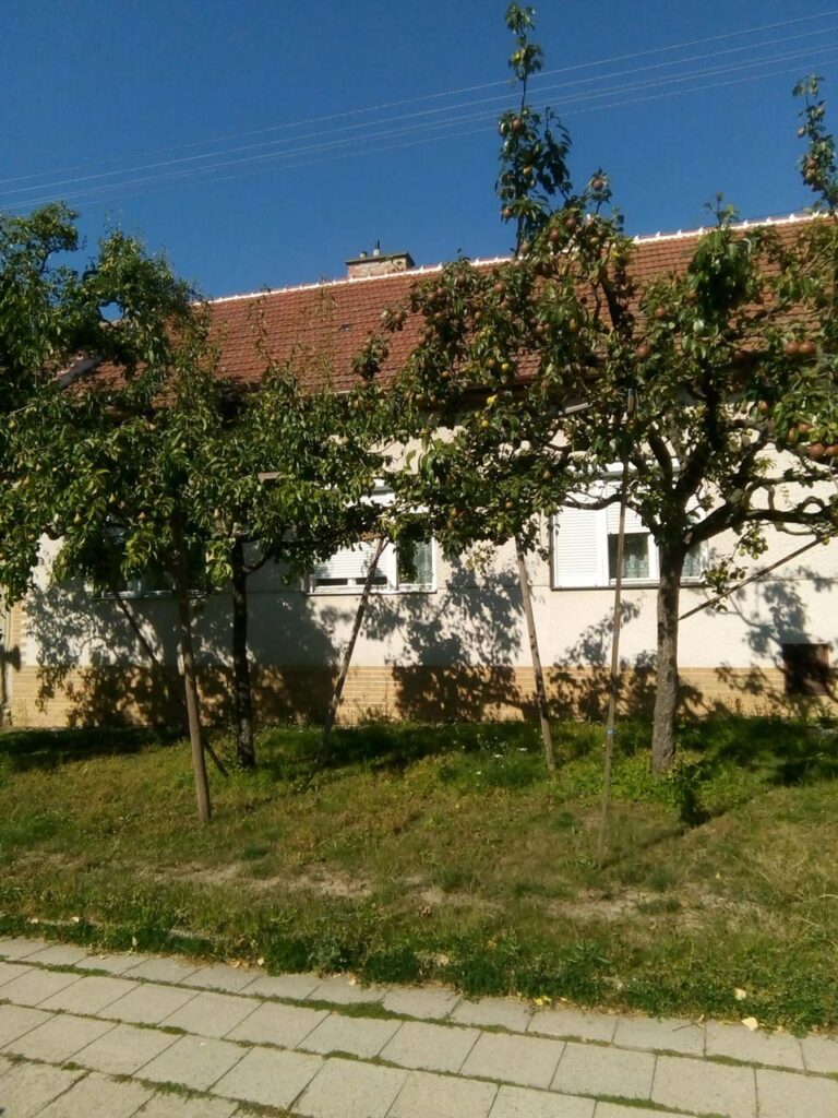 Hrušeň s podepřenými větvemi. 