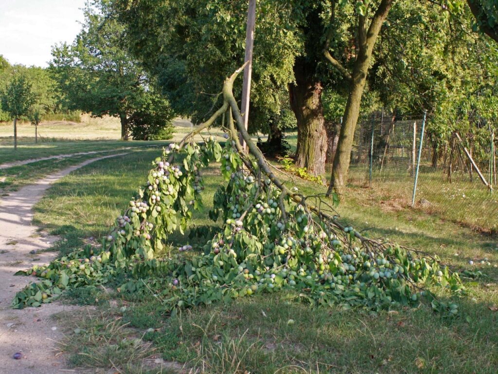 Ulomená větev s ovocem. 