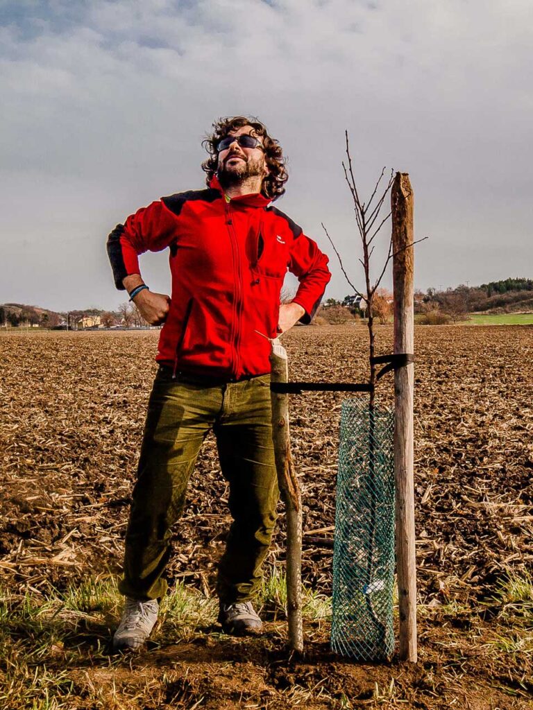 Vysazený ovocný strom ve tvaru čtvrtkmenu.