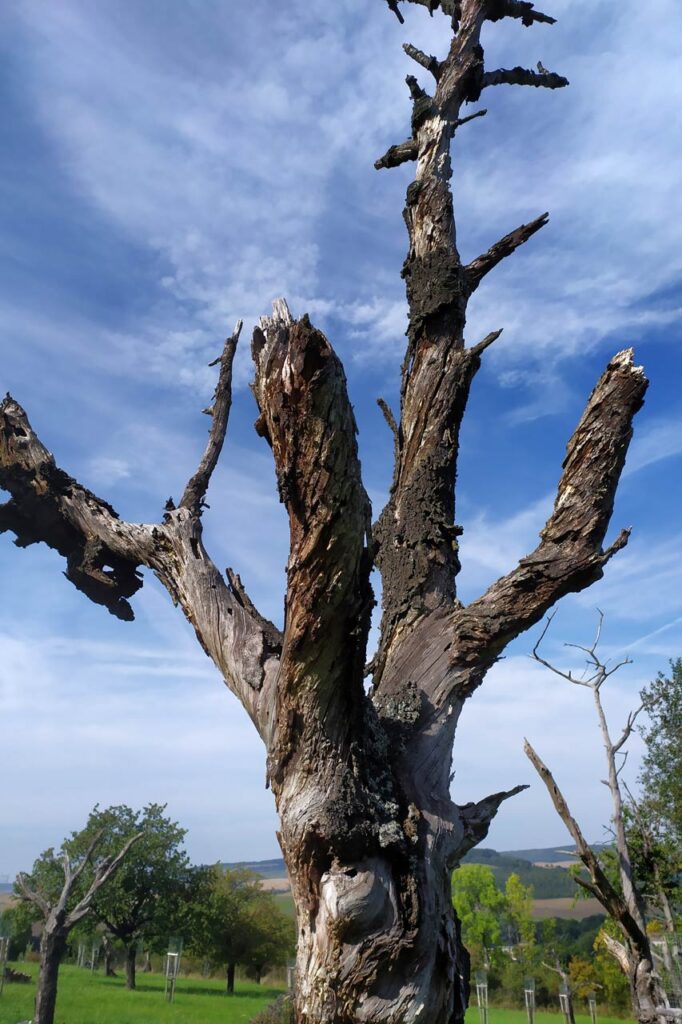 Torzo staré třešně, slunéčka, mšice, starý strom, brouci,