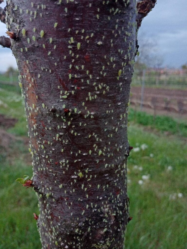 tato invaze mšic vypadá mohutně