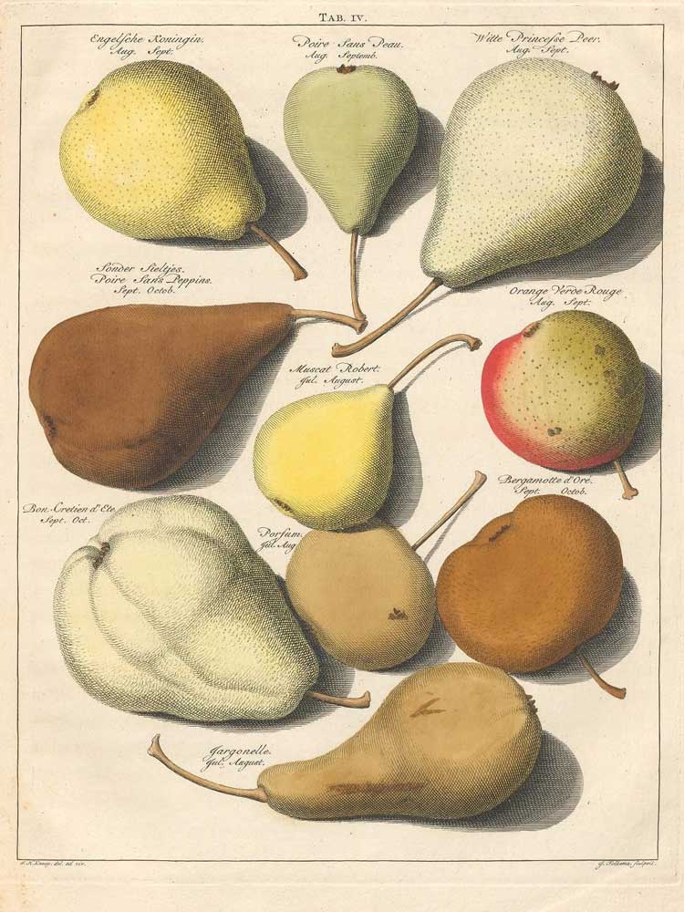 Ukázka hrušek z holandské pomologie z roku 1771.